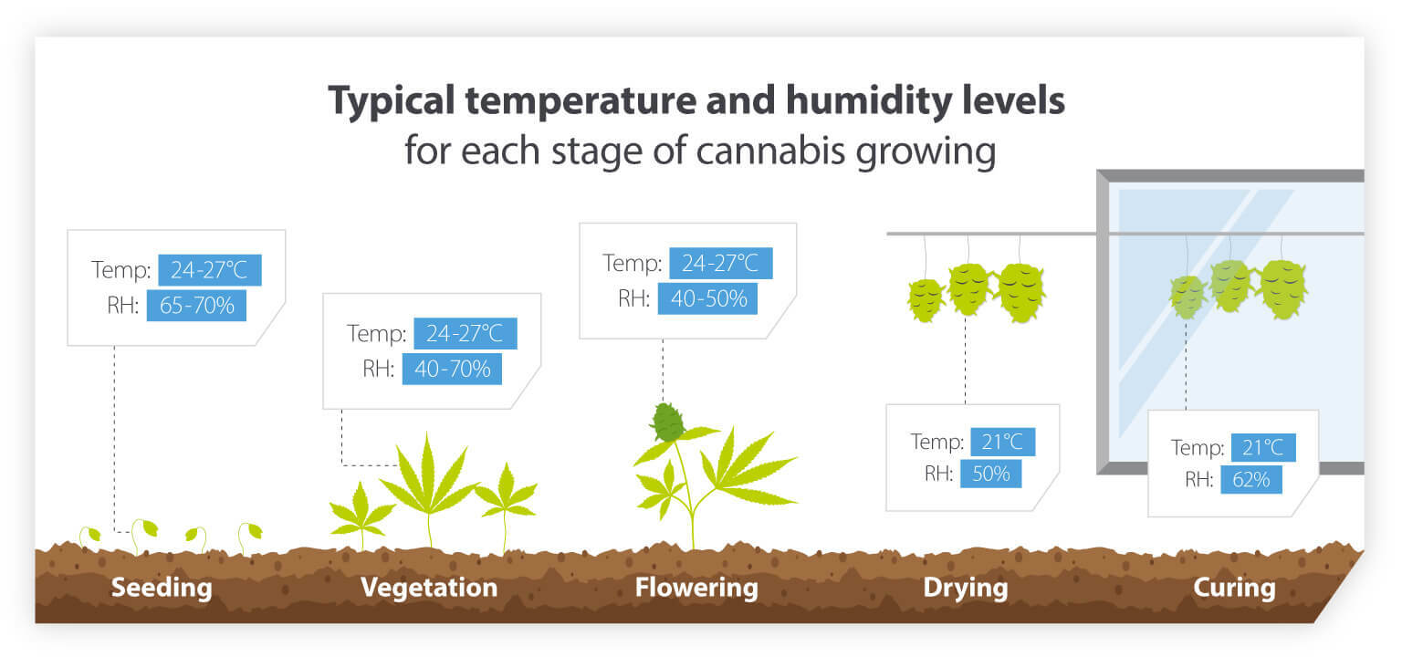 Cannabis growing temperatures and humidities