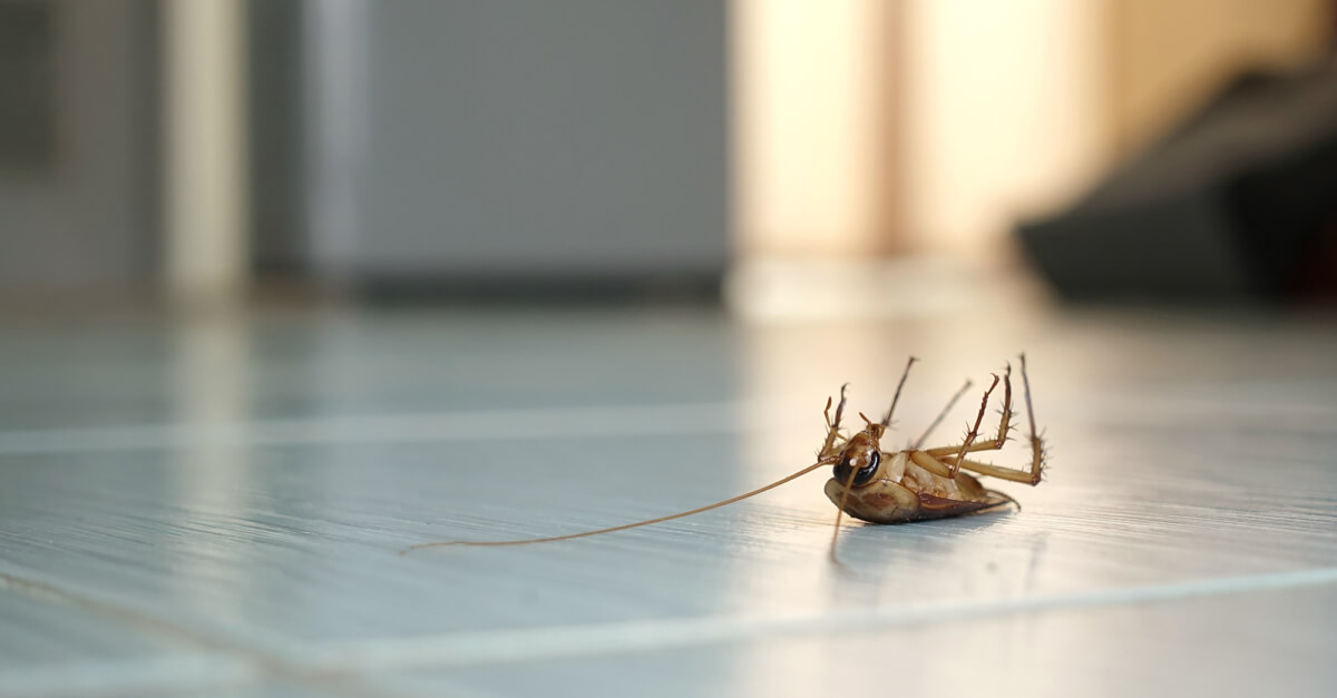 4 Tips on How to Control Pests in Lubbock