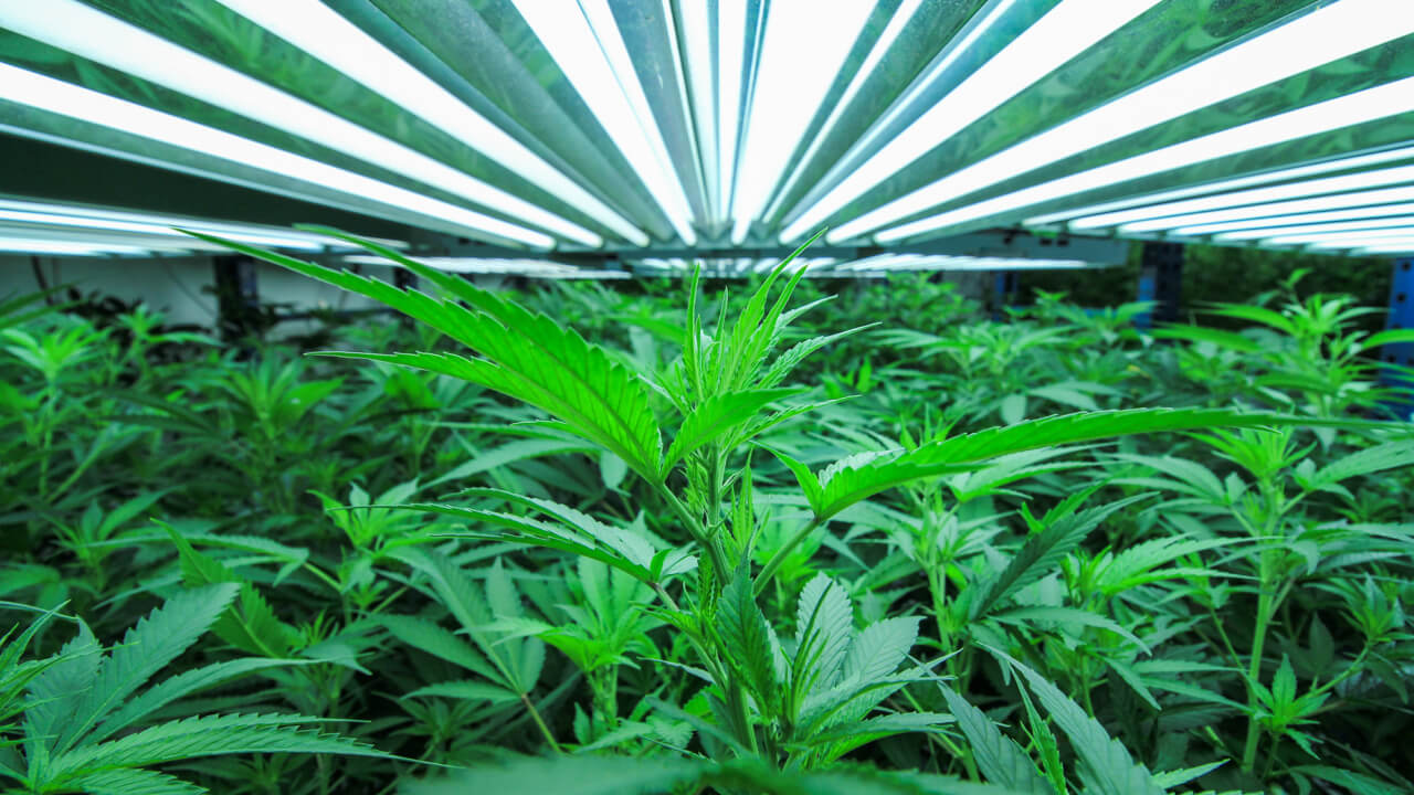 Dantherm cannabis web