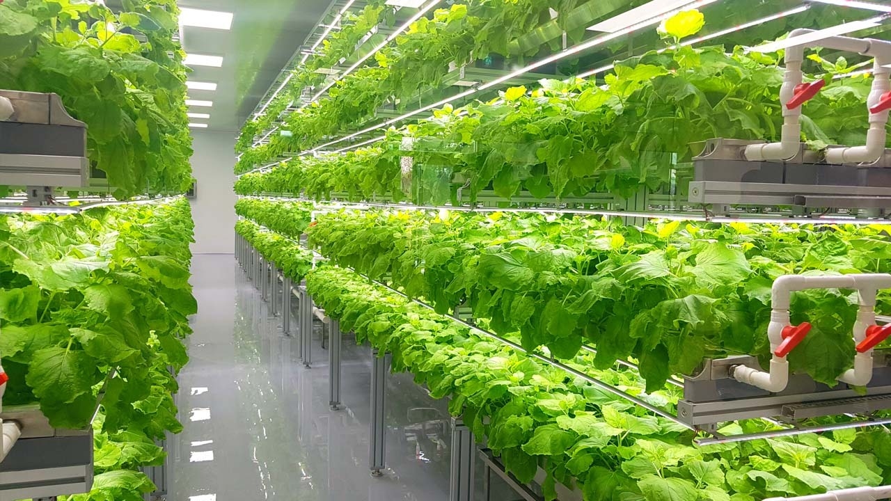 The Future of Smart Greenhouses and CEA