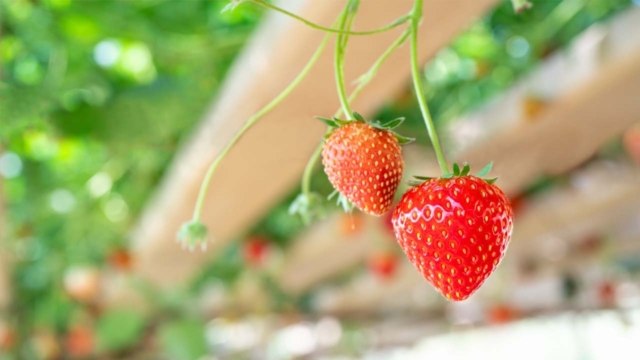 Insights Dantherm strawberry vertical farming