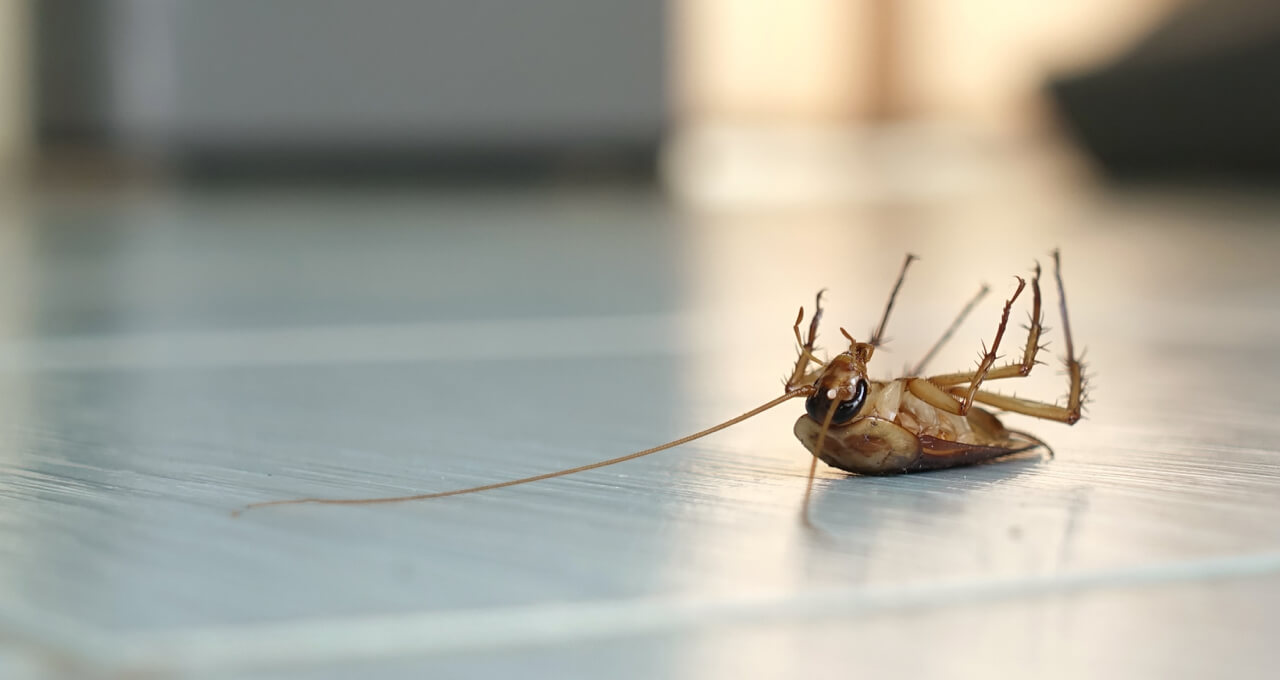 Disinfection and pest control header image