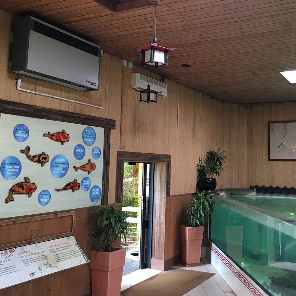 Calorex DH 60 installed in Colchester Zoo's Koi carp room