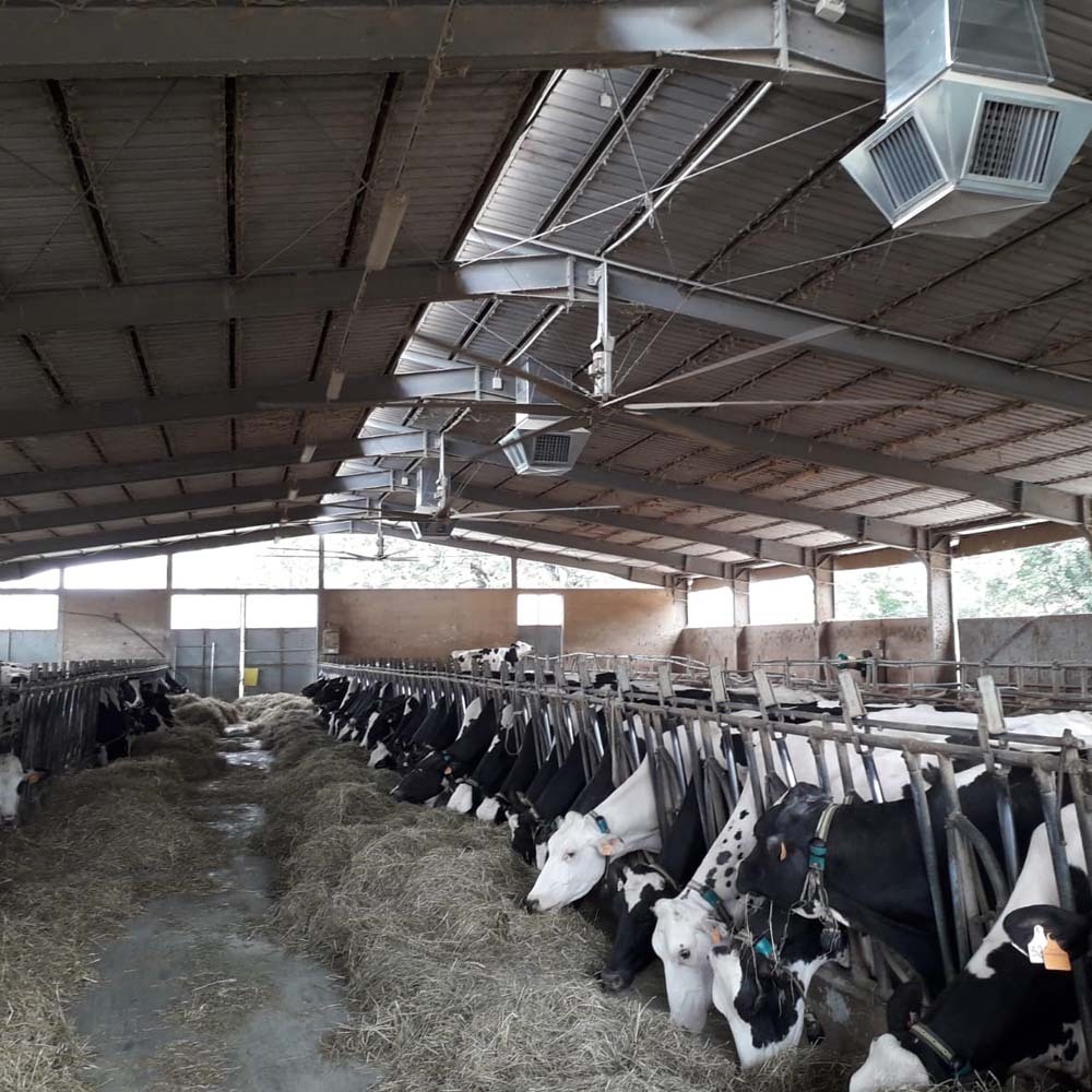 Raffreddatori Master BCM installati in un capannone per mucche