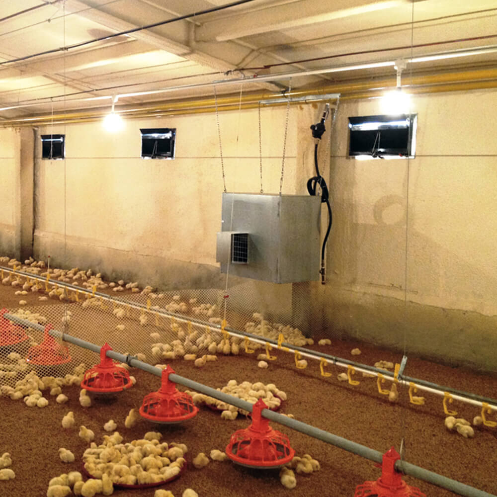 Master CF 75 SPARK värmer upp en kycklingfarm