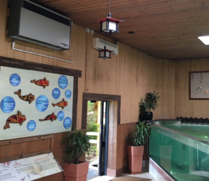 Calorex DH 60 installed in Colchester Zoo's Koi carp room